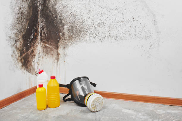 Best Post-Flood Mold Remediation in Raymond, WA