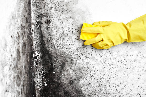 Best Residential Mold Remediation in Raymond, WA