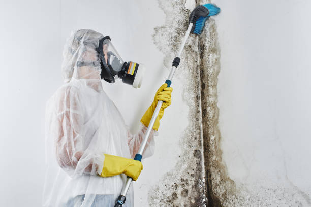 Best Mold Testing and Inspection Services in Raymond, WA