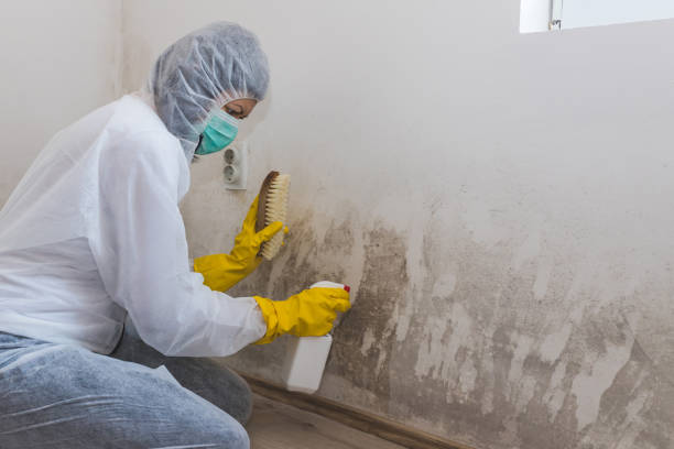 Best Mold Remediation for Schools in Raymond, WA