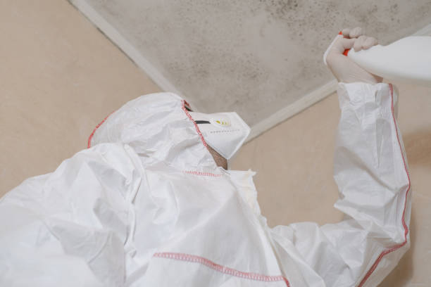 Best White Mold Remediation in Raymond, WA