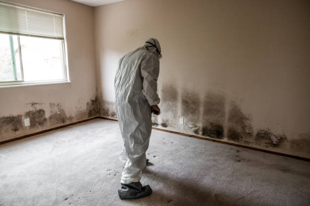 Best DIY Mold Remediation Support Services in Raymond, WA
