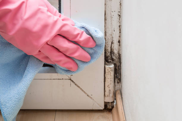 Best Emergency Mold Remediation in Raymond, WA