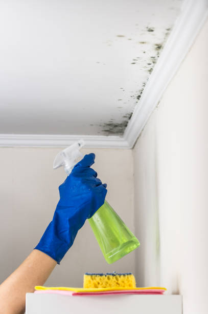 Professional Mold Remediation in Raymond, WA